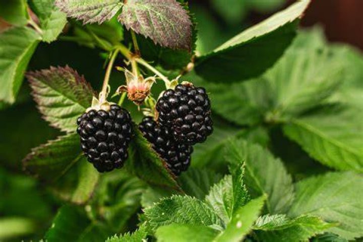 Are blackberry trees edible?