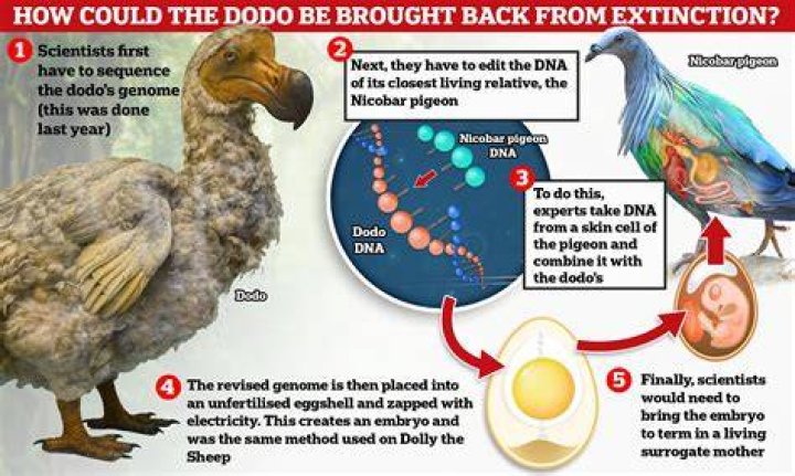 Can a bird come back to life?