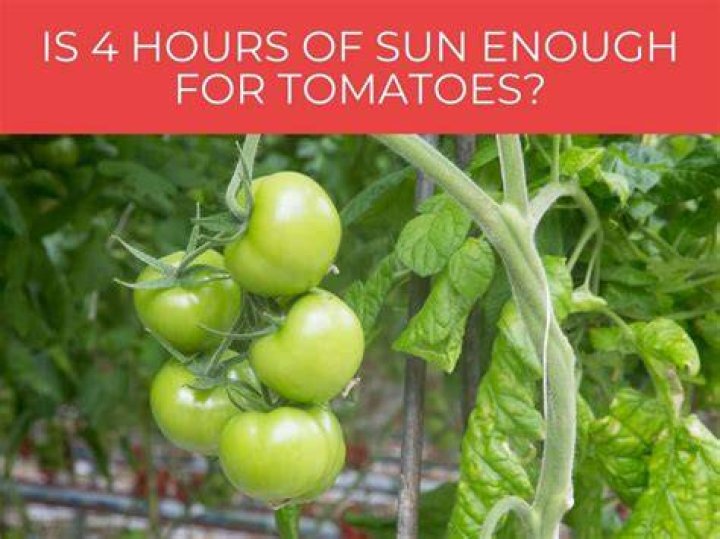 Can tomatoes get too much sun?