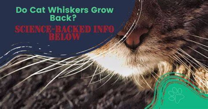 Do cat whiskers grow back?