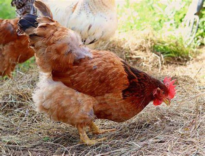 Do chickens prefer hay or straw?