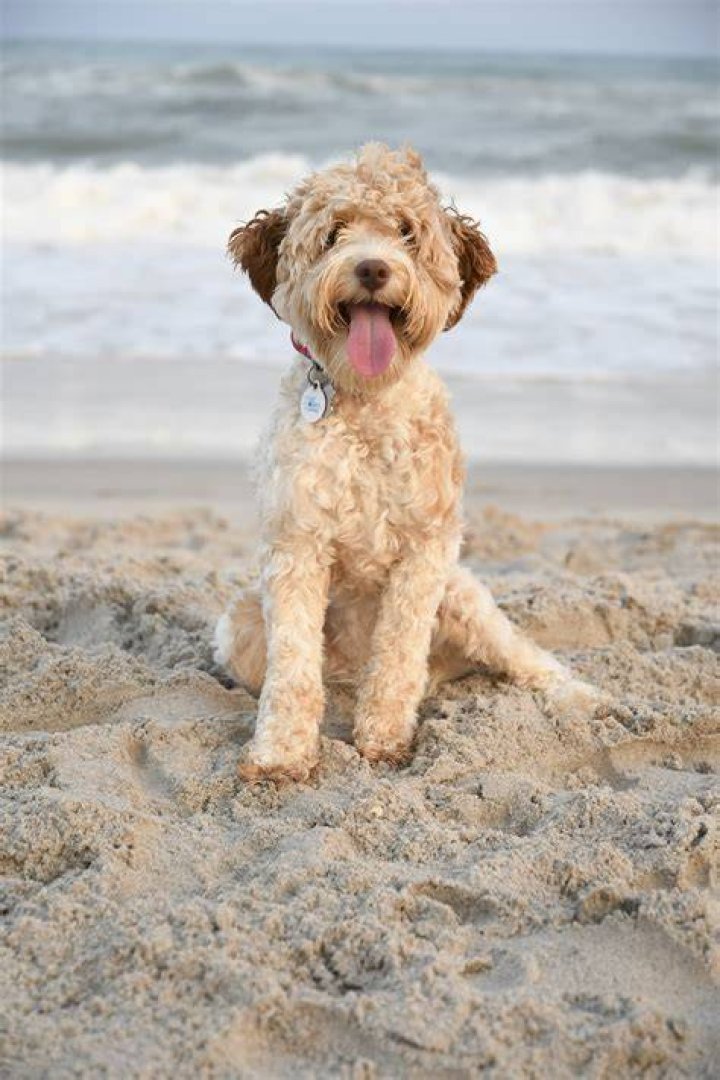 Do Labradoodles like baths?