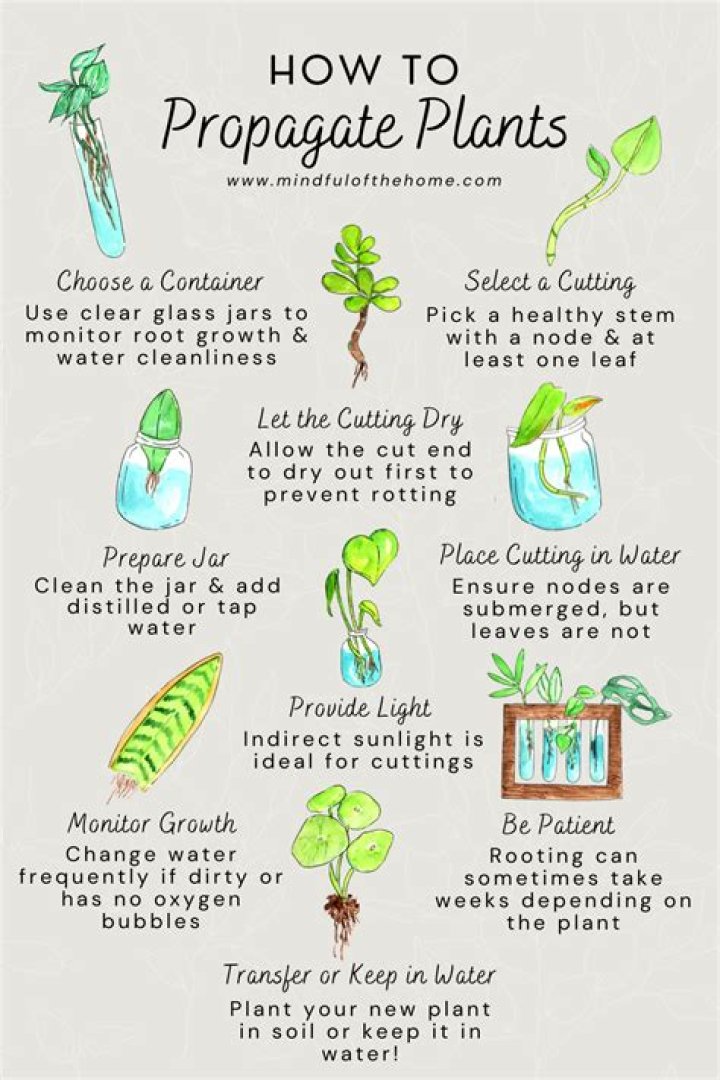 Do propagated plants need fertilizer?