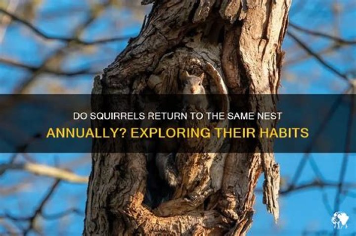 Do squirrels nest in the same place every year?