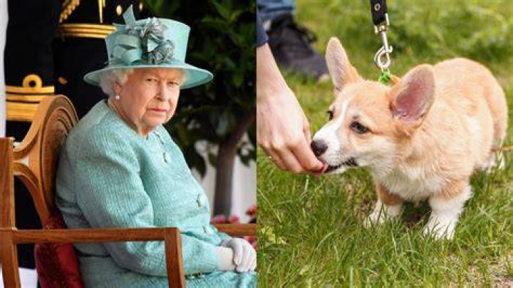 Does the Queen have any hobbies?