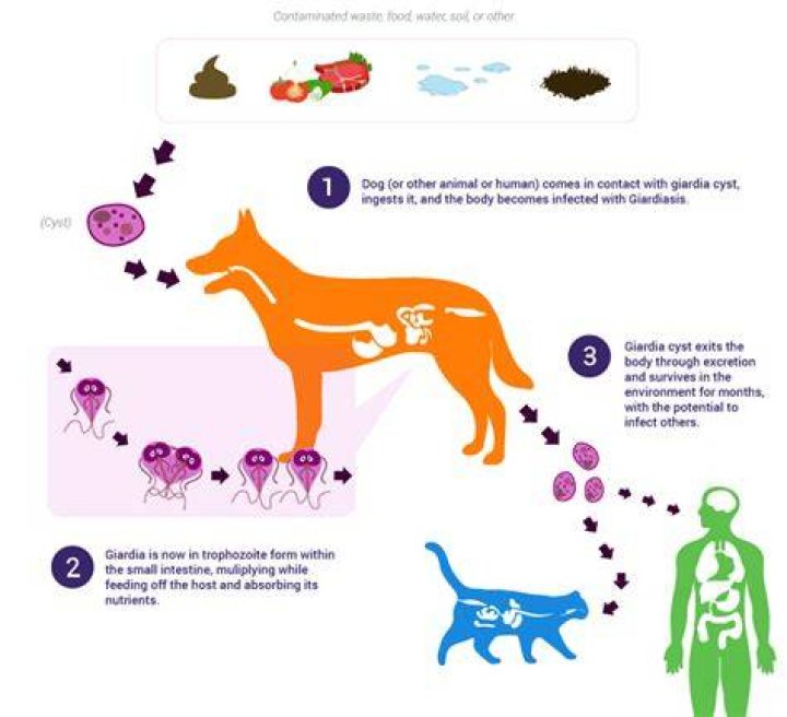 How do dogs get Giardia?