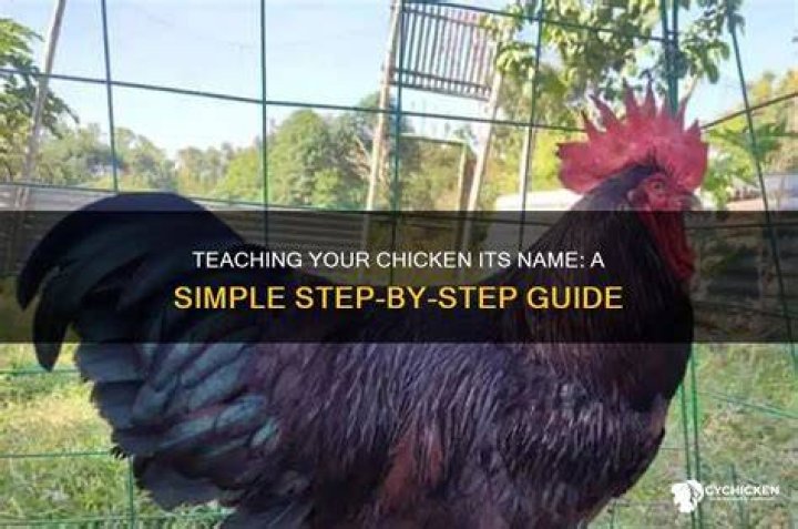 How do you teach a chicken its name?