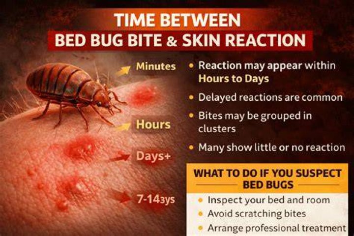 How long does it take for bed bugs to suffocate?