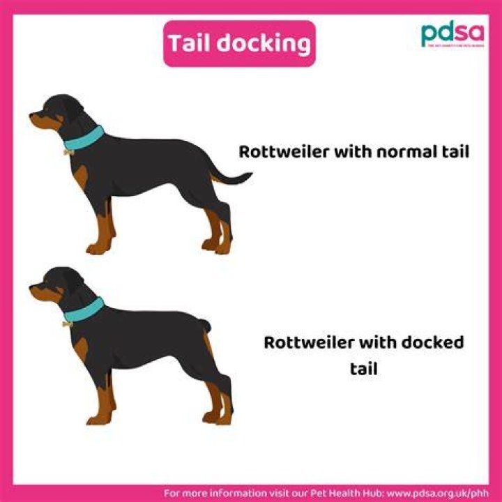 Is tail docking legal?