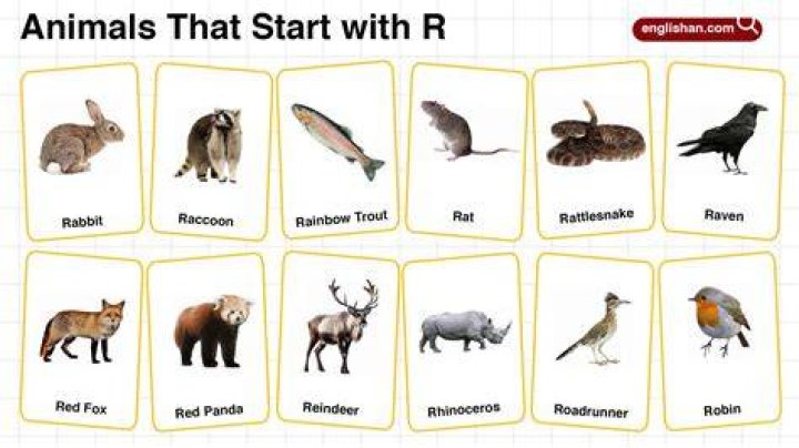 What animals name starts with R?