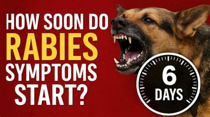 What are the chances a dog has rabies?