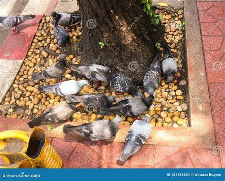 What happens if a pigeon eats rice?
