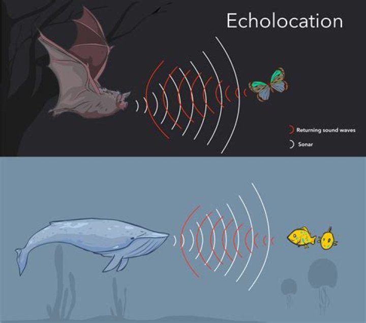 What is the use of echo $PATH?