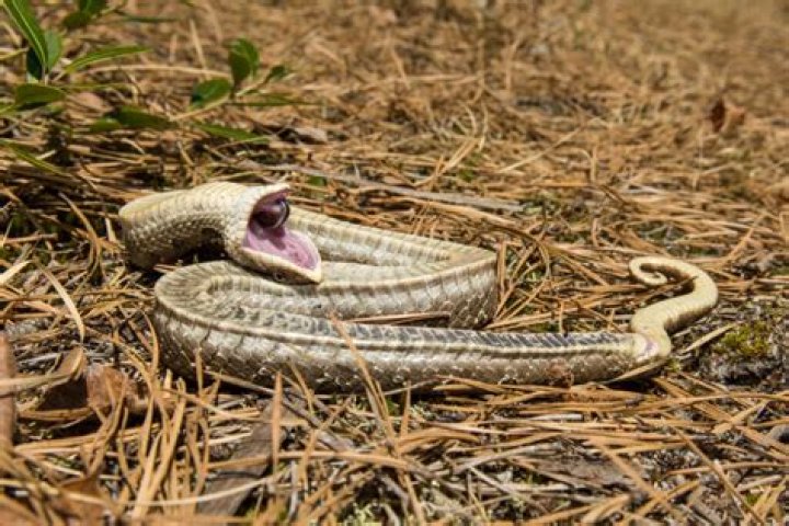 Why can't Navajos look at snakes?