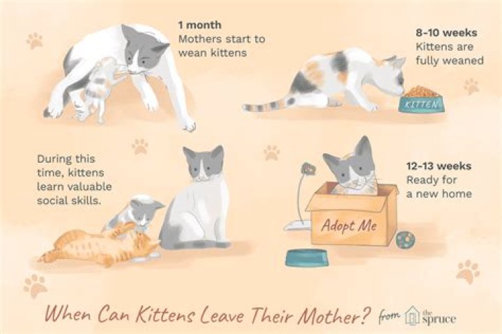 Why do mother cats take their kittens away?