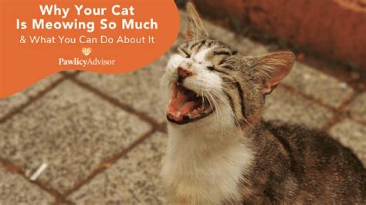 Why is my cat meowing so much at 4am?