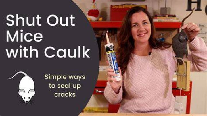 Will caulk stop mice?